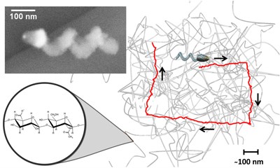 איור 1: תמונת מיקרוסקופ אלקטרוני סורק (SEM) של ננו-מדחף (משמאל למעלה), ציור סכימתי של ננו-מדחף שנע בג'ל ומסלול התנועה שלו (מימין).   