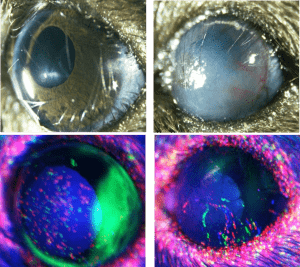 בתמונות שמשמאל נראית עין בריאה של עכבר, ובתמונות מימין – עין חולה. בתמונה הימנית למטה אפשר לראות את התאים החדשים נודדים מהלימבוס למרכז העין כדי לתקן את הנזק