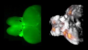 תוצאות דימות של מוח דג הזברה. משמאל: דימות במיקרוסקופ פלורוסצניה אופטי מספק רק תמונה מטושטשת המוגבלת לפני השטח. מימין: הגישה האופטו-אקוסטית FONT, לעומת זאת, מספקת תמונה תלת ממדית ברזולוציה גבוהה ומידע מפורט על פעילות הנוירונים (נקודות כתומות) בזמן אמת, בכל רחבי המוח. צילום: מרכז הלמהולץ, מינכן