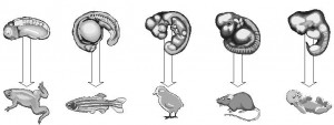 Fig1 - למרות השונות הגבוהה במבנה גופם של בעלי חיים בוגרים (למטה), בשלב הפילוטיפי (למעלה) נראים עובריהם דומים מאוד זה לזה. 