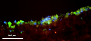 תאי לב (גרעינים כחולים) גדלים על המטריצה (אדומה) ומבטאים סמנים המעידים על פעילות לבבית (ירוק), מיקרוסקופ פלואורסנטי: