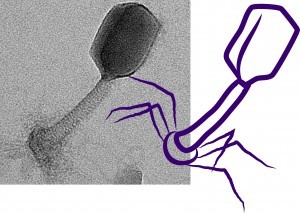 Scientific - עיבוד של פרופ' בז'ה לתמונת הווירוס במיקרוסקופ אלקטרונים