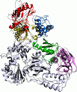 המבנה הכללי של חלבון החתולים נראה דומה מאוד לזה של  HIV