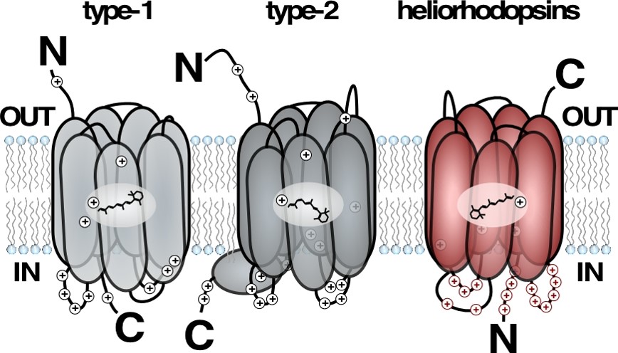 A model describing the transmembrane orientation of previously known rhodopsins (described in grey), showing the 180 degrees flip of the new heliorhodopsin. (Illustration: Oded Béjà)