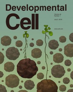 המחקר על שער המגזין Developmental Cell קרדיט: סמדר גולדשטיין, גוש גולדשטיין