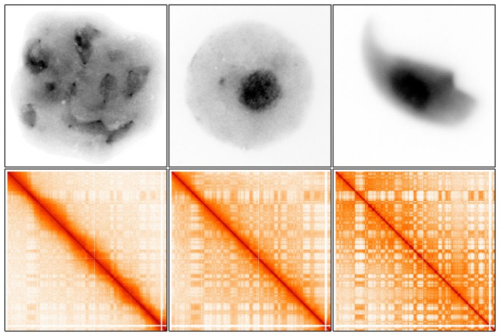 Changes in the organization of DNA during sperm development. Left to right: developing sperm cells (early meiosis), developing sperm cells (after meiosis) and mature sperm cells. Top row: microscopy image of cells where DNA is marked in black. Lower row: Hi-C interaction maps showing spatial structures of DNA (rectangular shapes). In early meiosis when the DNA is condensed, the DNA structures exist but are weaker, then gradually strengthen after meiosis and in the mature sperm cells.