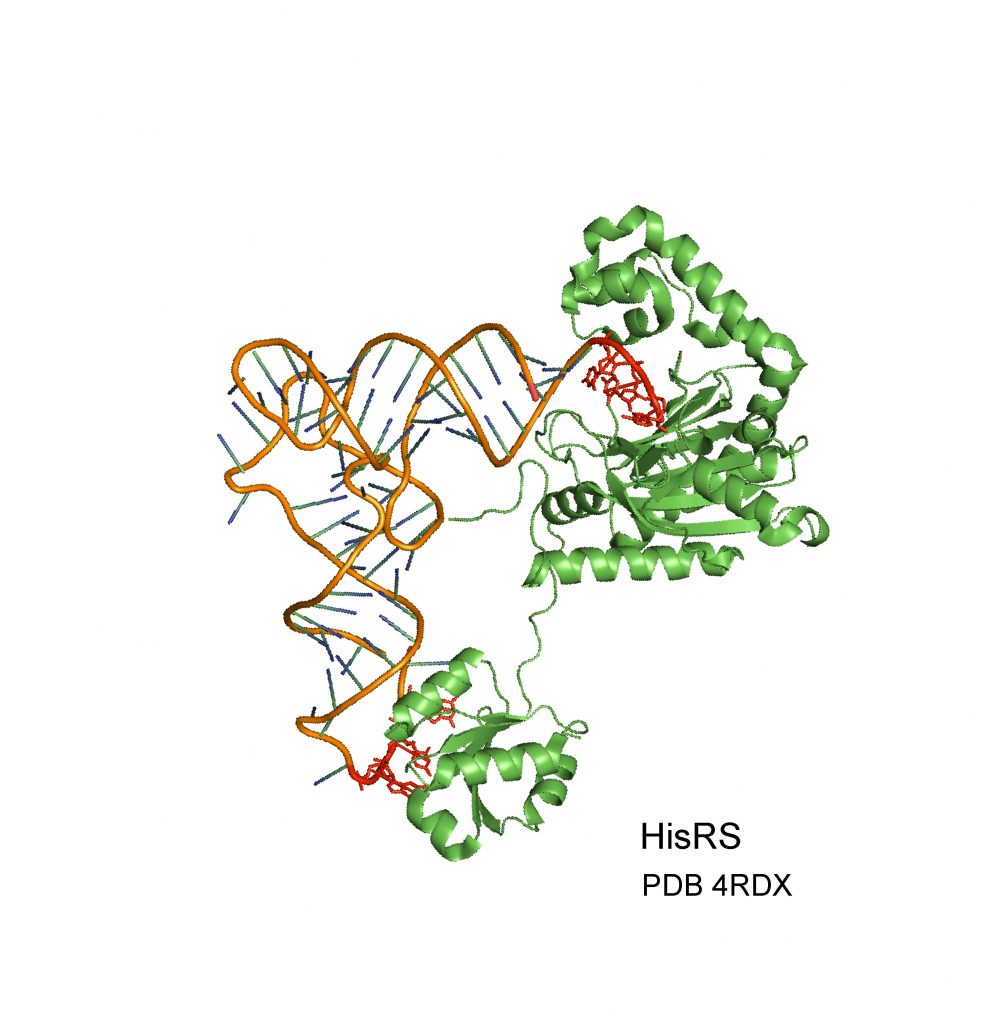האנזים אמינו-אציל סינטטאז (בירוק) מזהה מולקולת tRNA (חום) ומחבר אליה חומצת אמינו. זיהוי נכון של המולקולה נעשה על פי האיזורים המופיעים כאן באדום. חוקרי הטכניון גילו שהאנזים יודע לזהות גם מולקולת RNA מסוג אחר (mRNA). יתרה מכך, הזיהוי הנכון של ה-mRNA תלוי באזורים הדומים מאוד לאזורי הזיהוי של tRNA (מסומנים כאן באדום).
