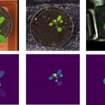 Fig. 1 – Artificial images of tobacco plants (right) and two Arabidopsis species (middle, left). The top row presents the artificial images, and the bottom row – the leaf masks. By creating a large quantity of artificial (synthetic) leaf images deep neural networks can be trained, thus providing for better leaf separation in real photographs.