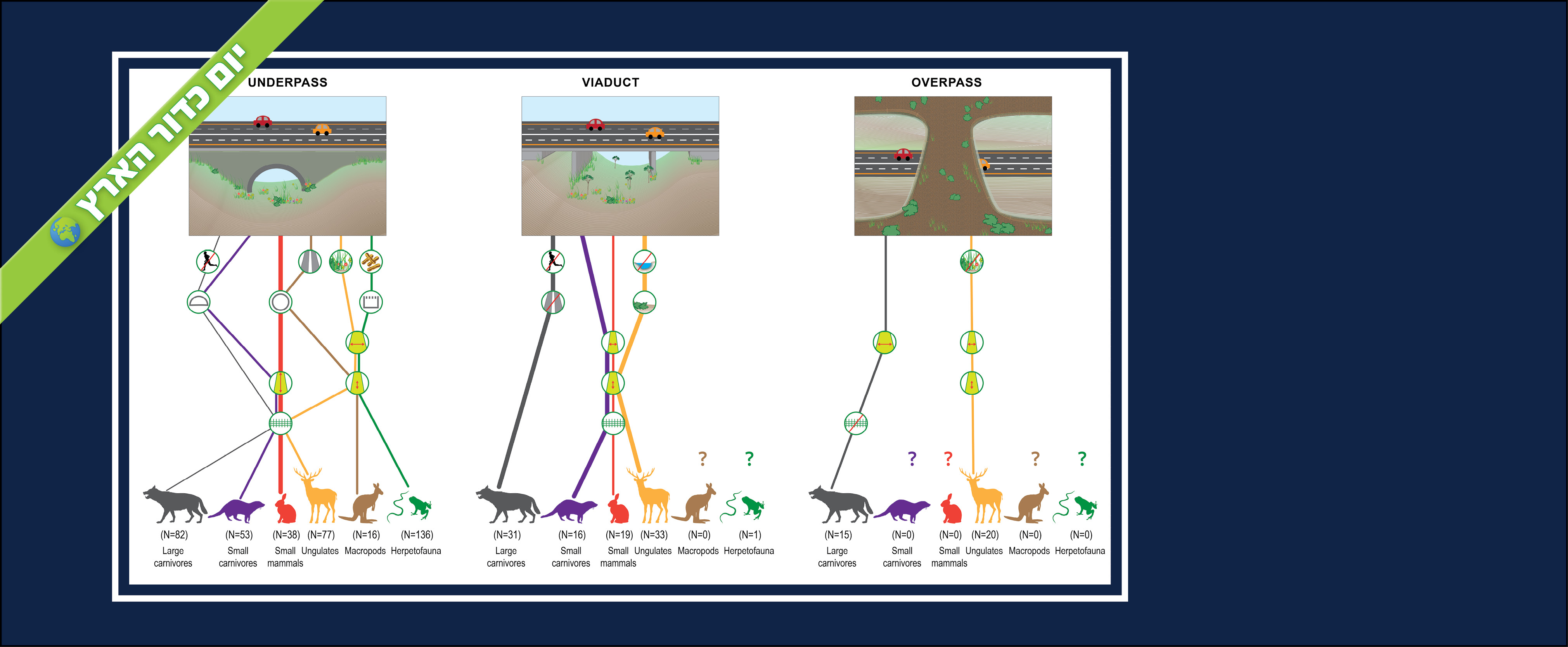 תנו לחיות לחצות: תכנון מעברים אקולוגיים בכבישים בפרספקטיבה בין-לאומית