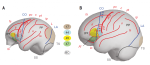 הבדלים נוירואנטומיים עיקריים בין מוח השימפנזה (A, משמאל) למוח האדם (B). באדום מסומנים חריצי המוח העיקריים. בצהוב ובכחול – איזורים קורטיקליים המהווים (יחד) את מרכז הדיבור ע״ש ברוקה. בחום (איזור 17) – הקורטקס הראייתי. האיזור המקווקו – Broca’s Cap – יוצר בליטות דומות באנדוקאסט של האדם ושל השימפנזה, אבל בליטה זו מתייחסת לאיזורים קורטיקליים שונים בשני היצורים. הבנה זו היתה מפתח לפיענוח האנדוקסט של הפרטים מדמניסי. קרדיט: MS Ponce de Leon and Ch. Zollikofer 