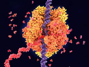 בתמונה: RNA polymerase(האנזים שמייצר RNA) מייצר RNA (באדום) מ-DNA (בסגול)