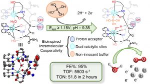 קומפלקס הנחושת, המורכב משתי מולקולות של אוליגומר דמוי פפטיד הקושרות שני יוני נחושת, מגיב בתנאי האלקטרוליזה עם מולקולה של תרכובת הבוראט; תוצר התגובה הוא הזרז שמאפשר את חמצון המים ויצירת חמצן ומימן בצורה יעילה ומהירה