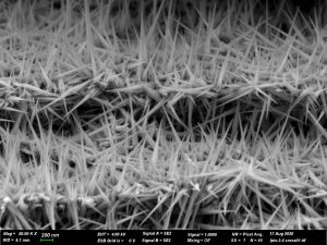 In black and white: Scanning electron microscope image of a lateral section of a sample that contains a gold-cyanide nanowire created from Au-Ag (to a depth of 2 microns from the surface of the sample).