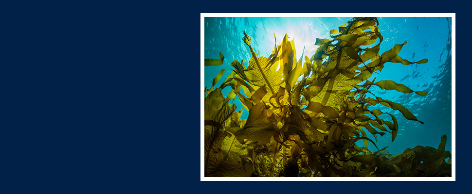 Fishing Energy from the Sea