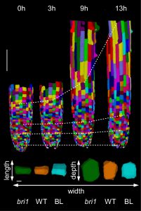 מעקב אחר תאי השורש בתלת-ממד לאורך זמן (4D). כל תא (מסומן בצבע) עובר כימות גיאומטרי שעל בסיסו מנתחים את קצב השינוי באורך, ברוחב, בעומק, בשטח פנים ובנפח.