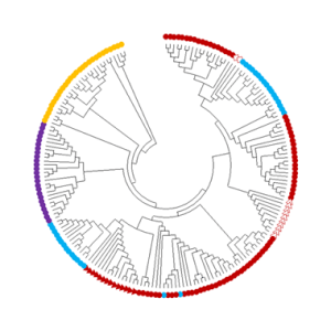 עץ פילוגנטי המתאר אבולוציה על בסיס שוני ברצף הגנום עבור תת-משפחה השייכת ל-fusexins. העץ מראה את הקשרים הגנטיים בין חלבוני איחוי ממשפחת FF, שהיא חלק ממשפחת העל fusexins, ואופיינה לראשונה בנמטודה Caenorhabditis elegans. אדום, תכלת, סגול: חלבונים שונים בנמטודות (Nematoda): סדרת Rhabditida (אדום); סדרת Strongylida (כחול); מחלקת Enoplea (סגול). בכתום: חלבוני FF ממערכות אחרות.