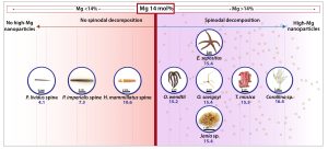 The nine organisms studied and their structure