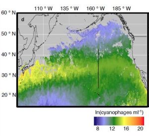 Graph from the Nature Microbiology article: cyanophage abundance in the North Pacific, as mapped by the Technion team. Warmer colours represent higher abundance. The black lines indicate the cruise track in 2016-2017. The grey areas represent regions with no values due to cloud cover or that were beyond the limits of the predictive model. The hotspot peak corresponds to yellow regions