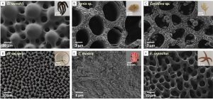 The precipitation of magnesium-rich nanometer calcite particles in different orgasms depends on the magnesium content in their skeleton