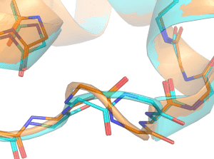 The central dogma of biology asserts that the genetic sequence defines the amino acid sequence which defines the protein structure. The recent results of the Technion team raises the possibility that identical amino acid sequences in identical spatial contexts might adopt different conformations if they are coded differently.