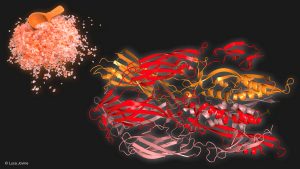 An illustration by Prof. Luca Jovine of the Karolinska Institute shows the Fsx1 protein structure (on the right) deciphered by the researchers, belonging to an archaeon from a hyper-saline environment (represented by salt on the left).