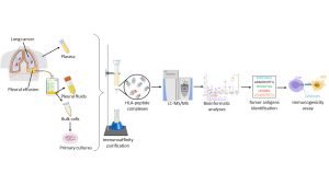 L-R: Lung cancer causes the development of pleural effusions; HLA molecules drawn from the pleural effusions, which need to be routinely removed for the patient's welfare; the relevant peptides are separated for mass spectrometry analysis.