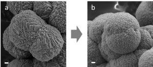 Scanning electron microscope images of manganese carbonate crystals, without (a) amino acids and with (b) amino acids incorporated in the crystal. Scale bar: 200 nanometers.
