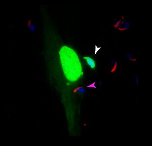 A kidney cell expressing JUNO and a protein that binds DNA (green) was mixed with mouse sperm cells expressing IZUMO1 (red) and their DNA is stained in blue. The pink arrowhead points a sperm that is bound but did not fuse and the white arrowhead points a sperm fused to the cell and therefore is stained in green