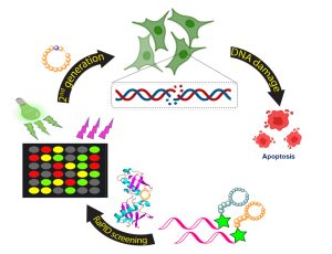 In the figure: At the beginning of the process, the cyclic peptides bind to the ubiquitin chain. As a result, the DNA repair mechanism is damaged and, eventually, the cancer cells undergo a process of cell death (apoptosis).