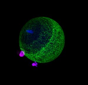 Kidney cells expressing IZUMO1 and a fluorescent protein on the nucleus (magenta) are bound to a mouse oocyte expressing a fluorescent protein on the membrane (green) and a blue staining to see the DNA.