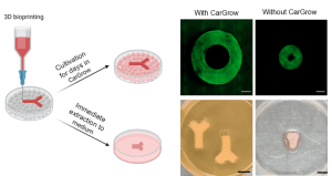 The results of growing the printed tissue in CarGrow (above) and without it. One can see that the innovative process maintains the original size of the tissue and prevents its drastic shrinking.