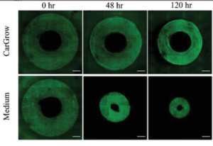 תוצאות גידול הרקמה המודפסת בתווך CarGrow (למעלה) ובלעדיו. אפשר לראות שהתהליך החדשני שומר בקירוב על גודלה המקורי של הרקמה ומונע את התכווצותה הדרסטית.