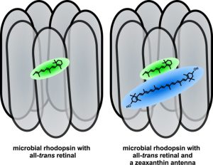 Illustration of the study findings: microbial rhodopsin with retinal molecule (left) and microbial rhodopsin with retinal molecule and zeaxanthin antenna which significantly increases its energy output (right)