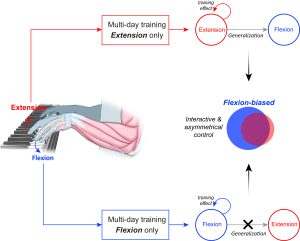 Flexion and extension motions while playing the piano