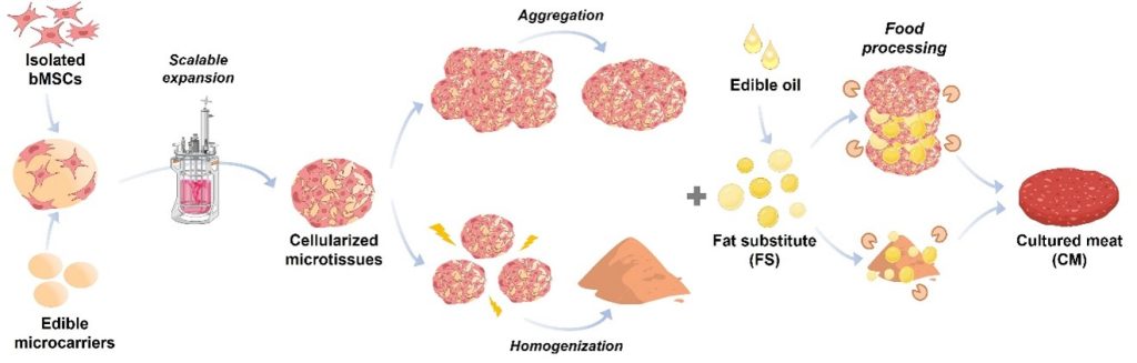 Schematic illustration of the cultured meat platform. Edible microcarrier-derived microtissues are first produced in a scalable bioreactor and then undergo processing such as aggregation or homogenization. The processed cellular mass is further incorporated with an oleogel-based fat substitute followed by food processing methodologies to generate cultured meat prototypes. Created with BioRender.com.