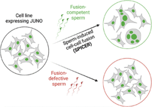 באיור: משמאל: ביטוי של JUNO מתאי ביצית בתרבית תאים. כאשר מוסיפים לתרבית דגימת זרע, בעל פוטנציאל הפרייה, הזרע מביא לאיחוי בין התאים לבין עצמם (התהליך המתואר בחץ השחור העליון, המסומן SPICER; האיחוי מודגם במעגל הימני העליון). כאשר הזרע אינו תקין, האיחוי אינו מתרחש (התהליך המתואר בחץ השחור התחתון; כישלון האיחוי מודגם במעגל הימני התחתון). 