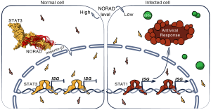 Fig3-c: A "new" mechanism in humans for regulating the immune response. Left: A normal cell where the RNA molecule NORAD allows the STAT3 protein to enter the nucleus and prevent unnecessary immune system activation. Right: When the cell is attacked by a virus, NORAD is cut, preventing STAT3 from entering the nucleus. As a result, the STAT1 protein, necessary for activating the immune response, comes into action, triggering a rapid response to the threat and the secretion of proteins that activate the immune system to attack the virus.