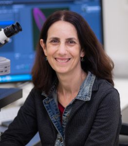Prof. Sigal Savaldi-Goldstein