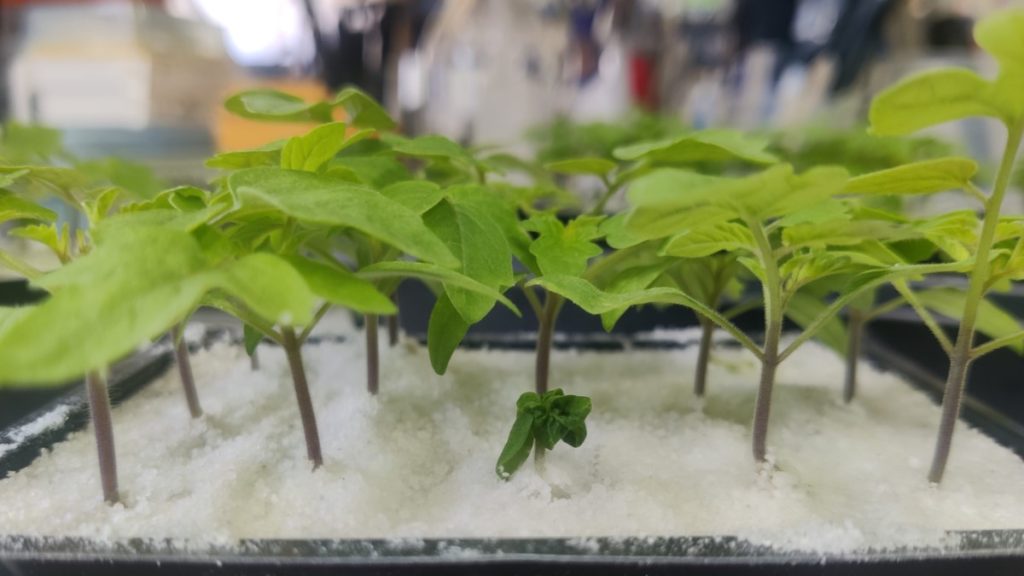 Tomato plants with a normal genetic background, and a single tomato plant with a mutation in the BR receptor. Photo credit Dr. Hitaishi Khandal