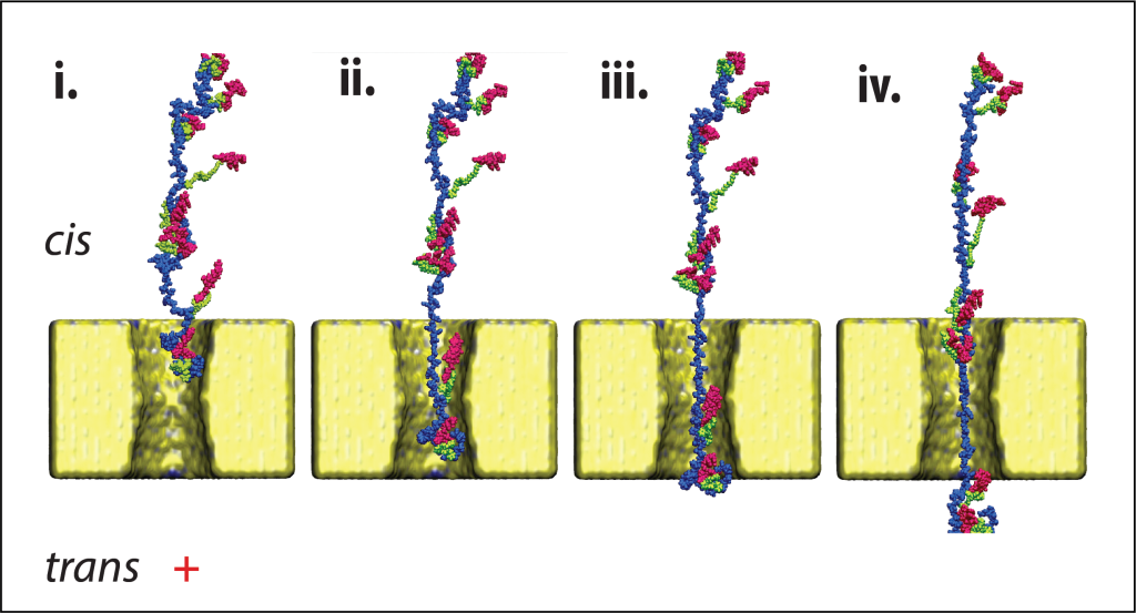 בסרטון ובתמונה: סימולציית מחשב המציגה מעבר הדרגתי (משמאל לימין) של החלבון אלפא-לקטאלבומין דרך ננו-חריר ממצב מוצק בקוטר של כ-4 ננומטר. המעבר של החלבון בחריר מאפשר קריאה של רצף הסמנים המוצמדים לקבוצות ציסטאין (צבע אדום) וזיהוי החלבון.