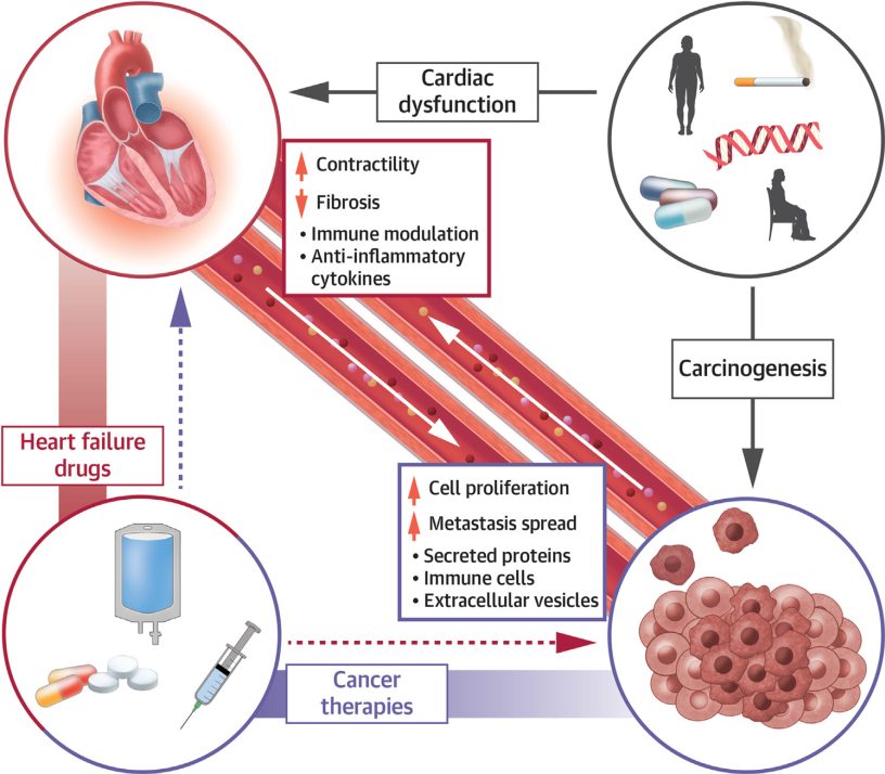In the illustration: Heart disease and cancer, and drug treatments – interactions