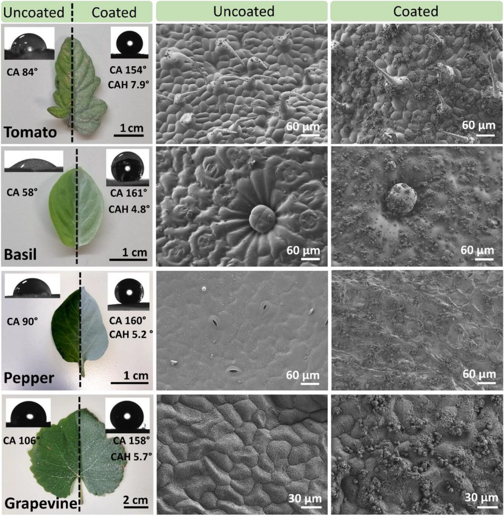 השוואה בין מצבם של עלים שונים המצופים ב-SafeWax (מימין) לבין מצבם של עלים לא מצופים (משמאל). מלמעלה למטה: עגבניה, בזיליקום, פלפל וגפן