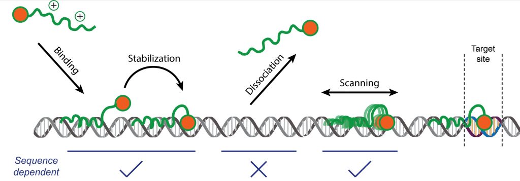 2.באיור: תיאור תהליך הקשירה של החלבון לאתר המדויק ב-DNA