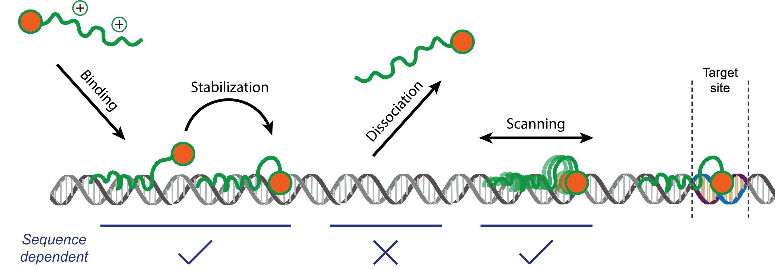 2.באיור: תיאור תהליך הקשירה של החלבון לאתר המדויק ב-DNA