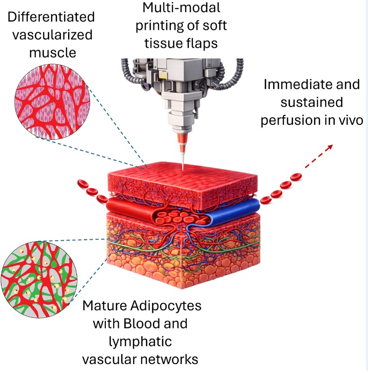 4. בתקציר הגרפי, מהפינה השמאלית למטה ובכיוון השעון: רקמה שריר המכילה תאים בוגרים ורשתות דם; רקמת שומן המכילה רשתות כלי דם ולימפה; הדפסה של מתלים אלה; והזנה מיידית של המתלה על ידי הרקמה ה"מארחת".